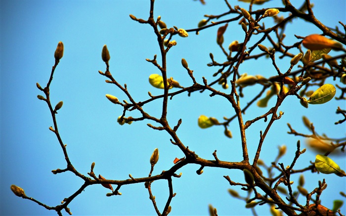 Zweige, Knospen, Frühling, blauer Himmel Hintergrundbilder Bilder