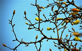 Zweige, Knospen, Frühling, blauer Himmel
