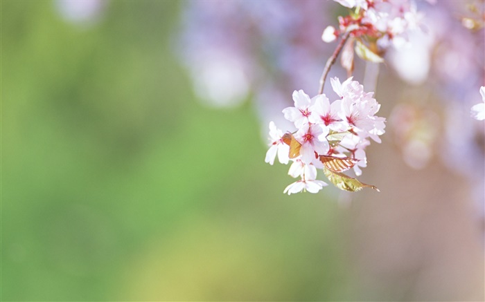 Zweige, Blüten Kirsche close-up Hintergrundbilder Bilder