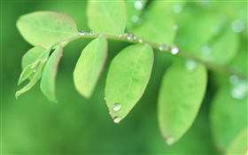 Zweige, grüne Blätter close-up, Tau HD Hintergrundbilder
