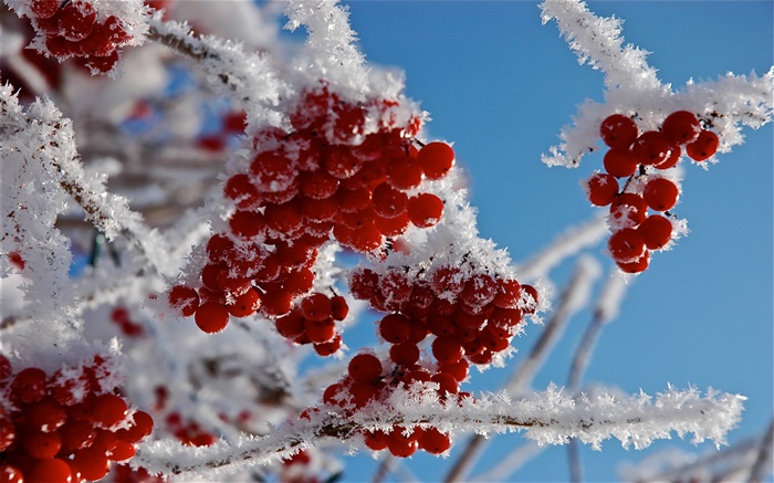 Zweige, rote Beeren, Schnee, Eis Hintergrundbilder Bilder
