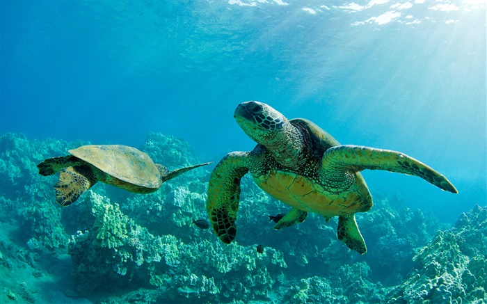 Zwei Grüne Meeresschildkröten, Unterwasser, Korallenriff, Maui Hintergrundbilder Bilder