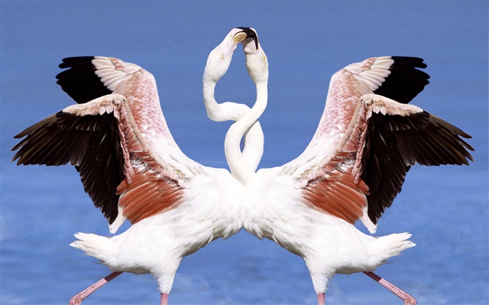 Zwei Flamingos tanzen Hintergrundbilder Bilder