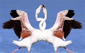 Zwei Flamingos tanzen HD Hintergrundbilder