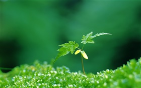 Zwei grüne Ahornblätter, Frühling, Knospen HD Hintergrundbilder
