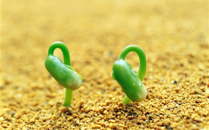 Zwei grünen Sprossen, Sand, Feder Hintergrundbilder Bilder