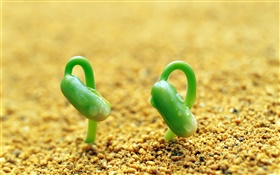Zwei grünen Sprossen, Sand, Feder HD Hintergrundbilder