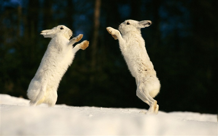 Zwei Kaninchen spielen Hintergrundbilder Bilder