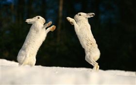 Zwei Kaninchen spielen HD Hintergrundbilder
