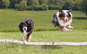 Zwei laufende Hunde HD Hintergrundbilder