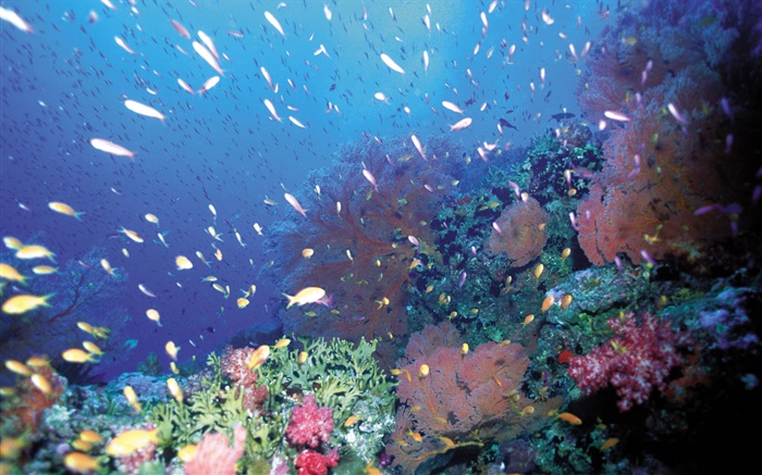Unterwasser, Fische, Korallen, See- Hintergrundbilder Bilder