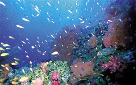 Unterwasser, Fische, Korallen, See- HD Hintergrundbilder