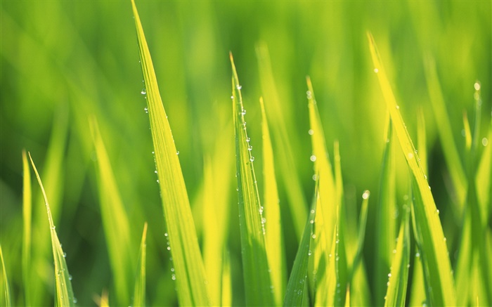 Wassertropfen, grünen Gras nach dem regen Hintergrundbilder Bilder