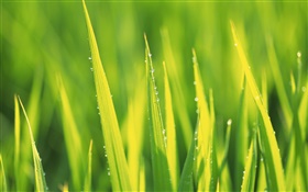 Wassertropfen, grünen Gras nach dem regen HD Hintergrundbilder