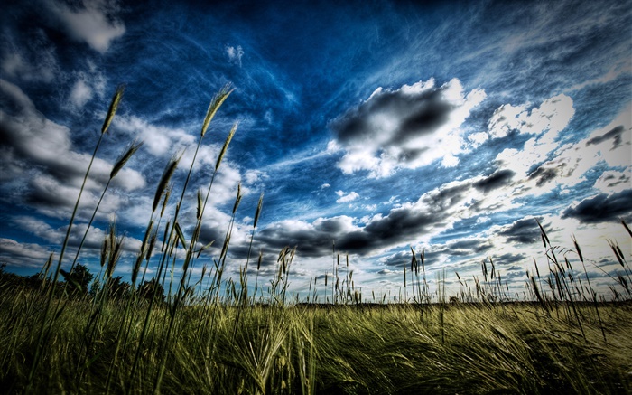 Weizenfeld, Wolken Hintergrundbilder Bilder