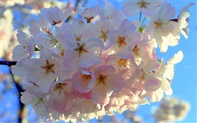 Weiße Blumen Apfel HD Hintergrundbilder