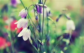 Weiß Glocken Blumen, Bokeh HD Hintergrundbilder