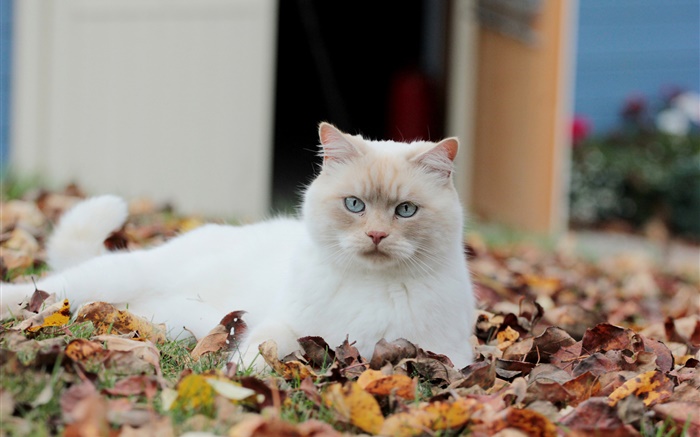 Weiße Katze, Laub Hintergrundbilder Bilder