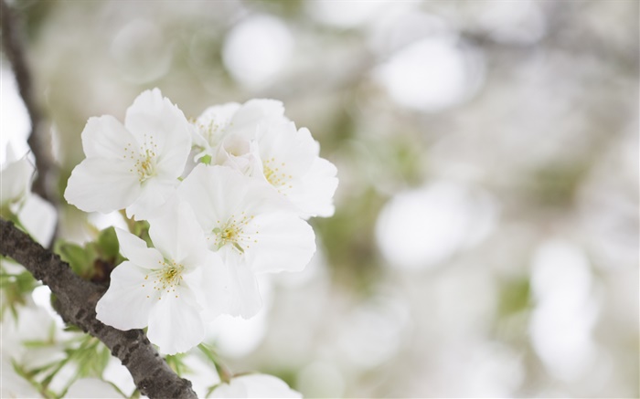 Weiße Kirschblüten close-up Hintergrundbilder Bilder