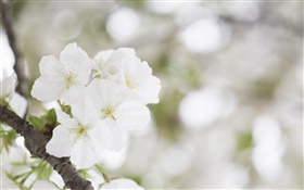 Weiße Kirschblüten close-up HD Hintergrundbilder