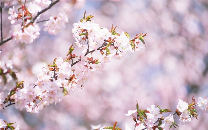 Weiße Kirschblüten blühen, Bokeh Hintergrundbilder Bilder