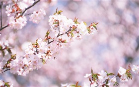 Weiße Kirschblüten blühen, Bokeh HD Hintergrundbilder
