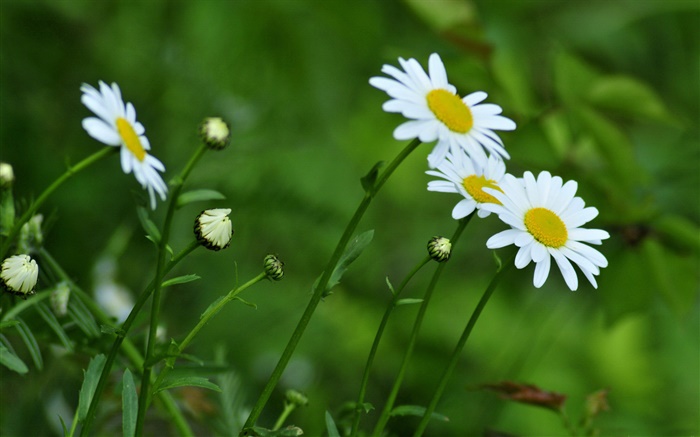 Weiße Chrysantheme, grüner Hintergrund Hintergrundbilder Bilder