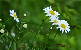 Weiße Chrysantheme, grüner Hintergrund HD Hintergrundbilder