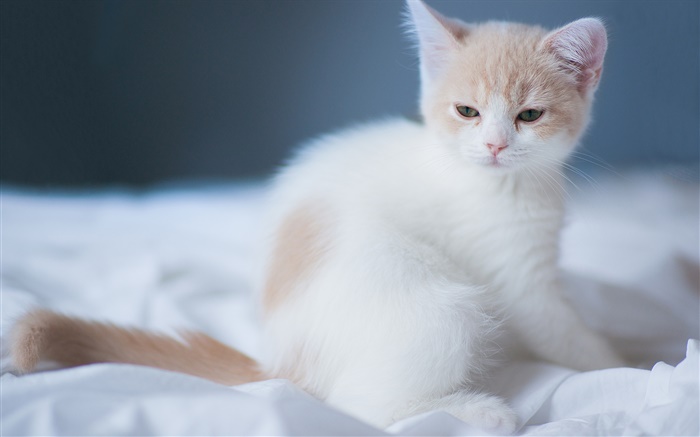Weiß cute kitten Hintergrundbilder Bilder