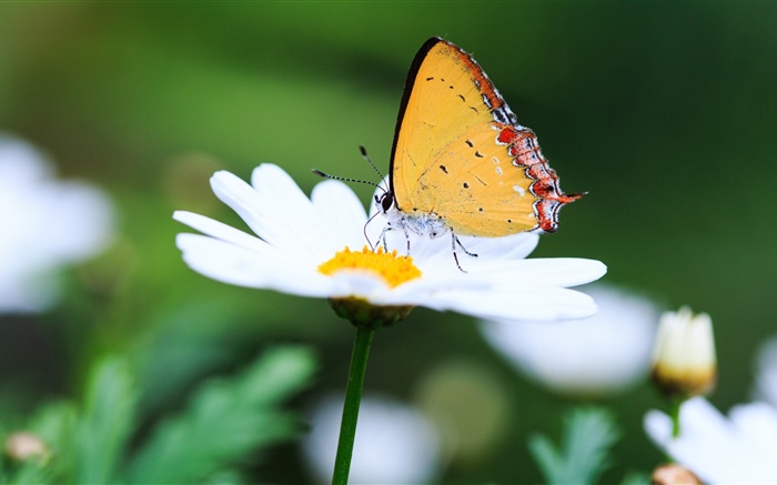 weiße Gänseblümchen und der Schmetterling Hintergrundbilder Bilder