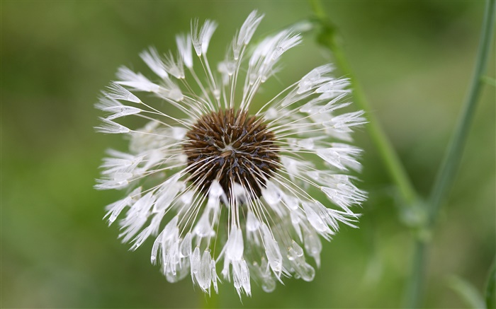 Weiß Löwenzahn Blume close-up Hintergrundbilder Bilder