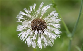 Weiß Löwenzahn Blume close-up HD Hintergrundbilder