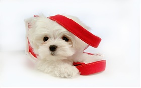Weißer Hund mit rotem Band