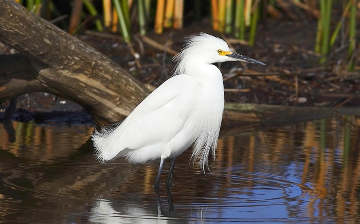 Weiße Feder Vogel, Teich Hintergrundbilder Bilder