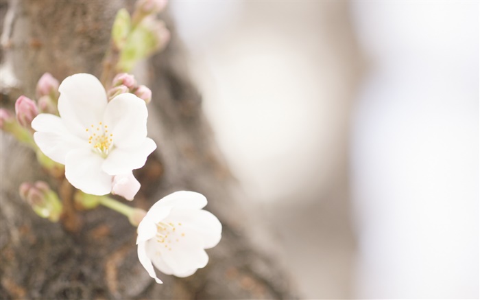 Weiße Blumen close-up, Feder Hintergrundbilder Bilder