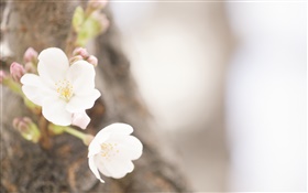 Weiße Blumen close-up, Feder HD Hintergrundbilder