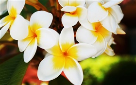 Weiße Frangipani-Blüten HD Hintergrundbilder