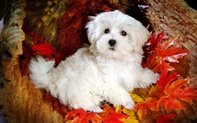 Weißen pelzigen Hund, rote Blätter