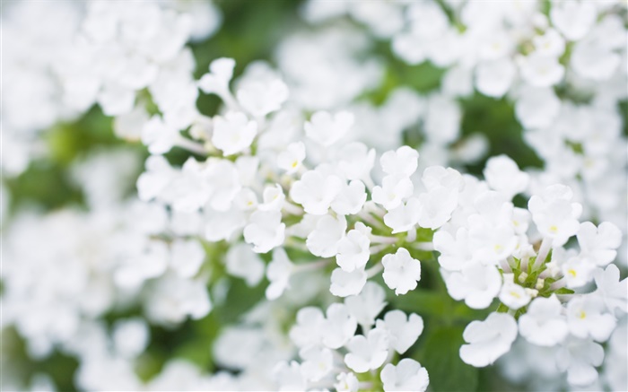 Weiße kleine Blumen, verschwommen Hintergrundbilder Bilder