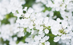 Weiße kleine Blumen, verschwommen HD Hintergrundbilder