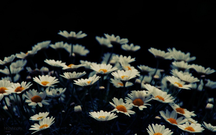 Weiße kleine Blumen, Bokeh Hintergrundbilder Bilder