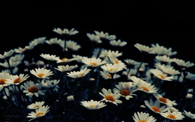 Weiße kleine Blumen, Bokeh HD Hintergrundbilder