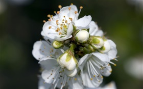 Weiße Birne Blumen close-up