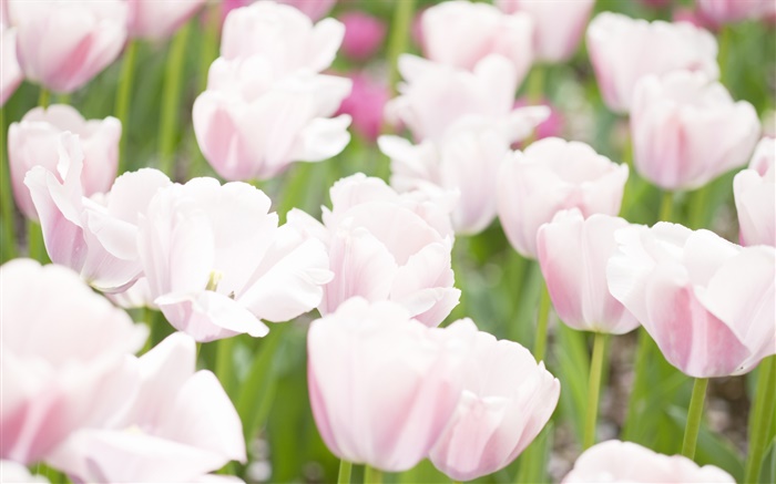 Weiß rosa Farben Blumen Tulpe Hintergrundbilder Bilder