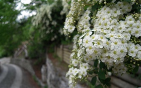 Weiß Rosa multiflora Blumen