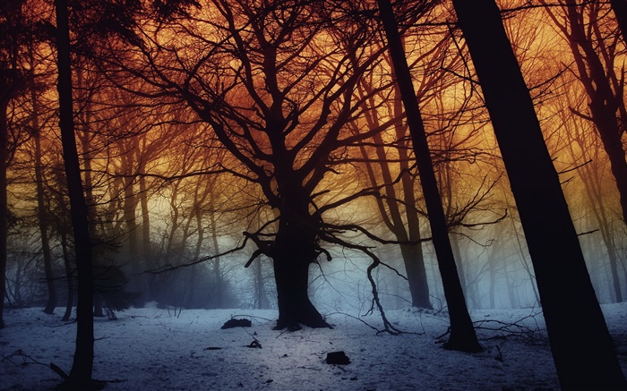 Winter, Wald, Bäume, Morgengrauen Hintergrundbilder Bilder