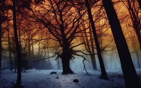 Winter, Wald, Bäume, Morgengrauen