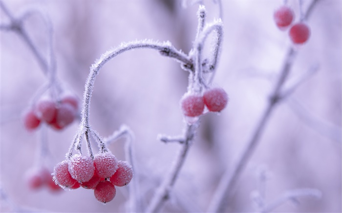 Winter, Frost, rote Beeren, Bokeh Hintergrundbilder Bilder