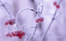 Winter, Frost, rote Beeren, Bokeh HD Hintergrundbilder