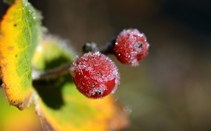 Winter, rote Beeren close-up, Blätter Hintergrundbilder Bilder